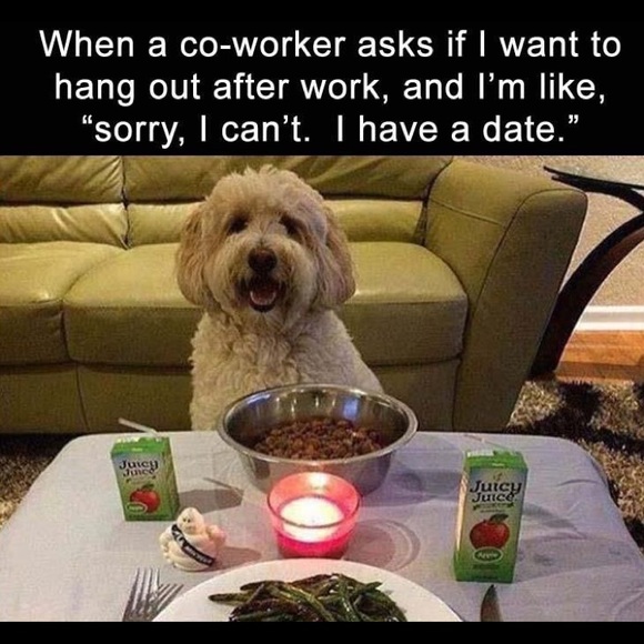 Bundle 3 dog 🐶 items for 10% off / read m… - Picture 5 of 16